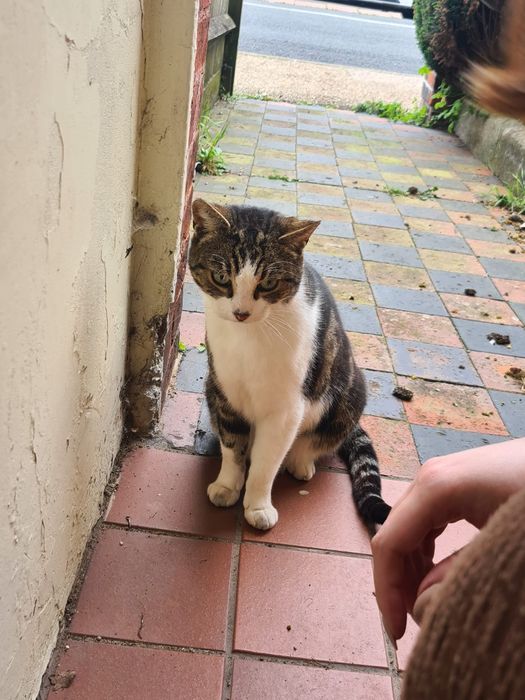 Pet Sitter Bucuresti