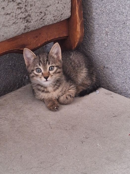 Котёнок девочка бесплатно