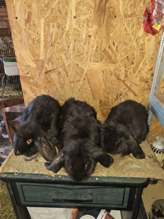 Vând pui berbec german