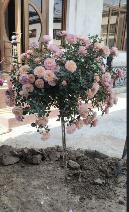 Gullar гул атир гуллар штамп гул