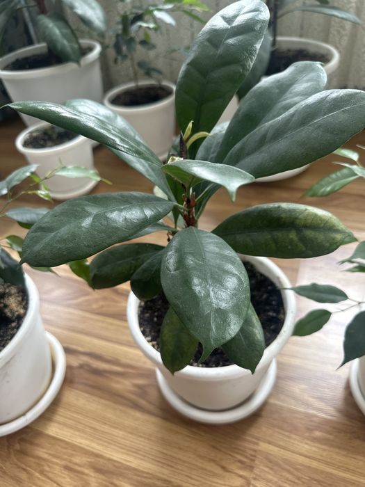 Комнатные цветы Фикусы