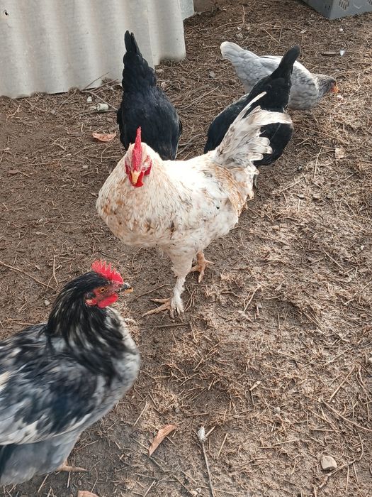 Қораздар сатылады