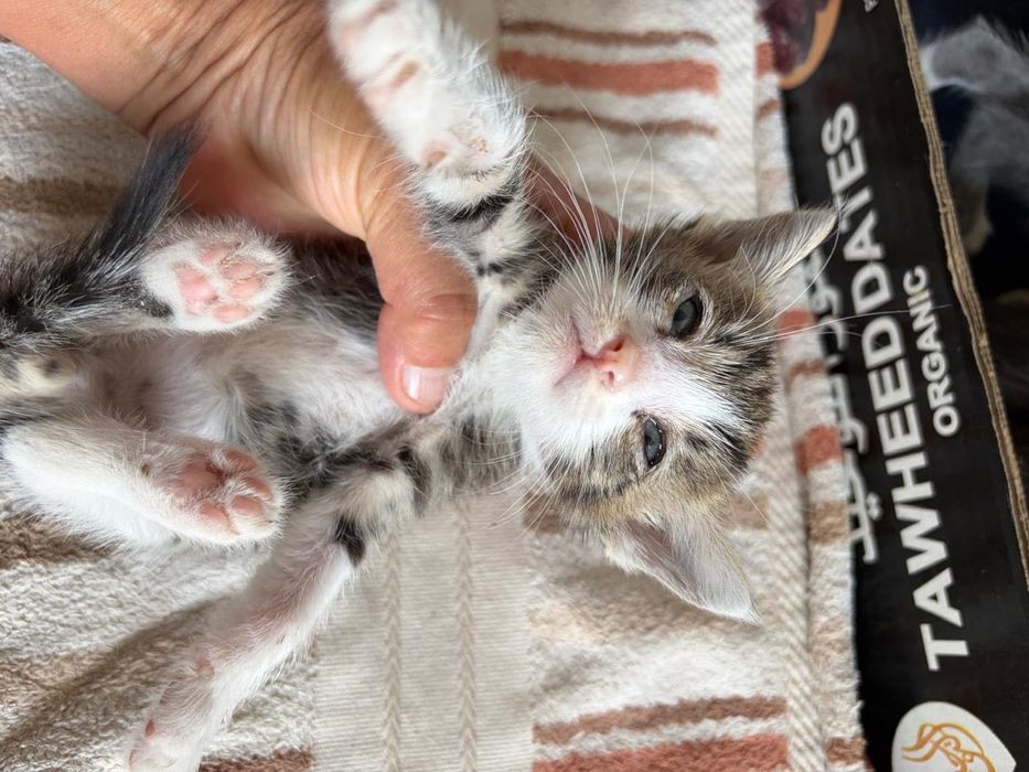 КОТЯТА в добрые руки!!!