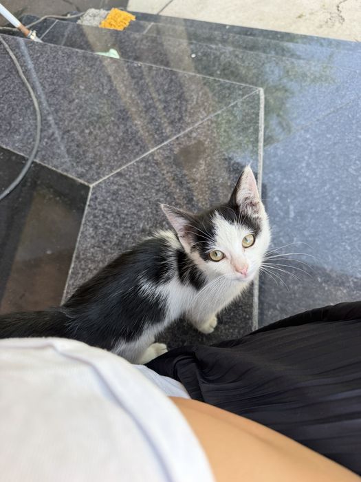 Котенок бесплатно