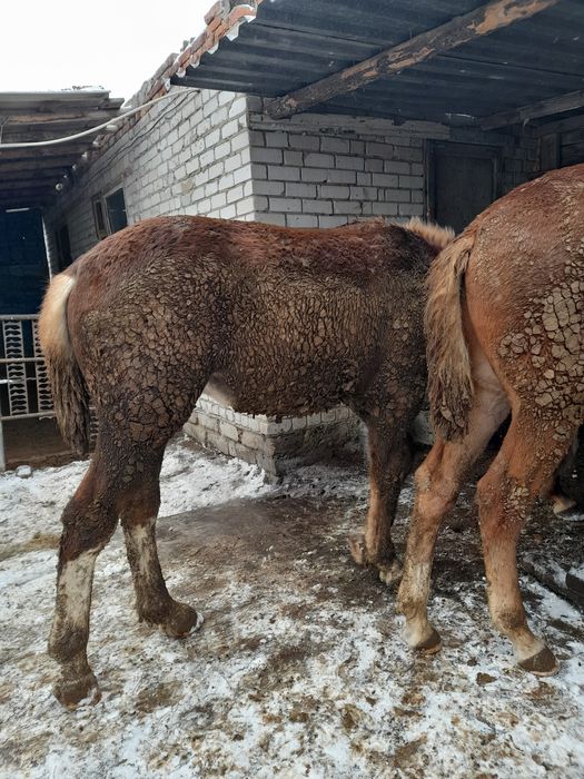 Продам двухлеток