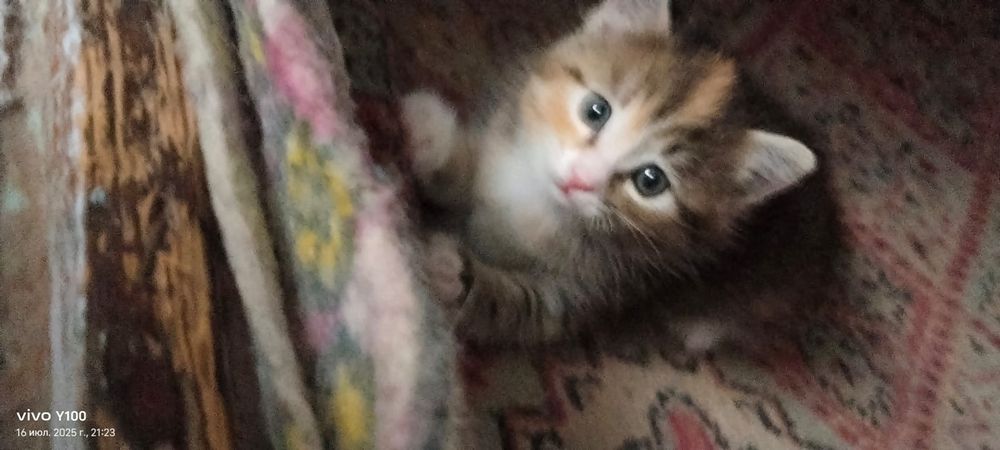 Кошка бесплатно возможно.