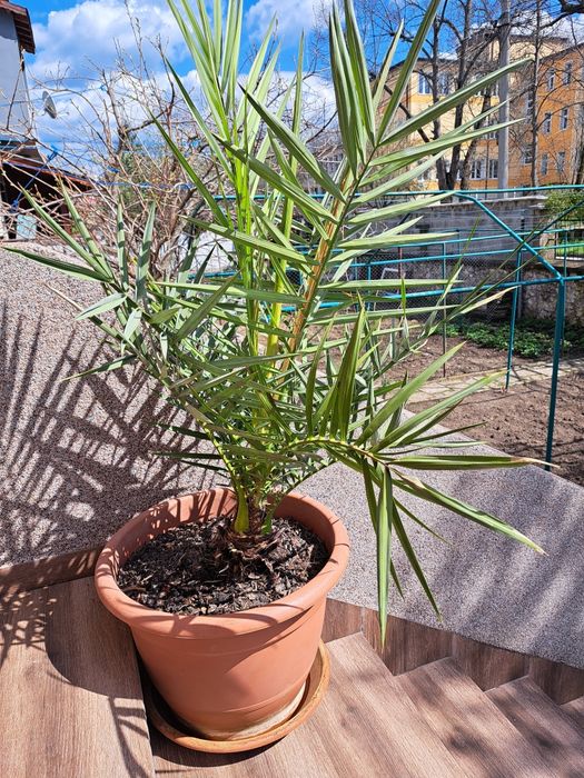 Финикова палма 100 см