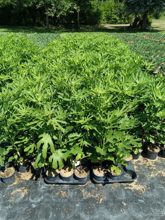 Смокини мичуринска .и черна