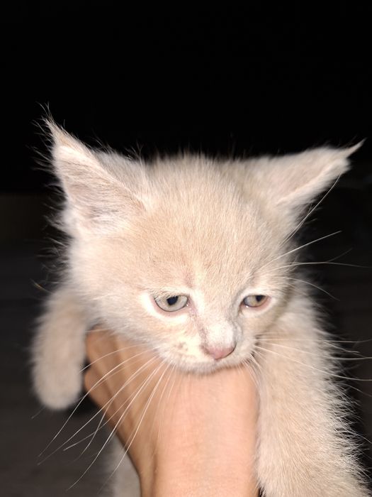 Продам котят срочно