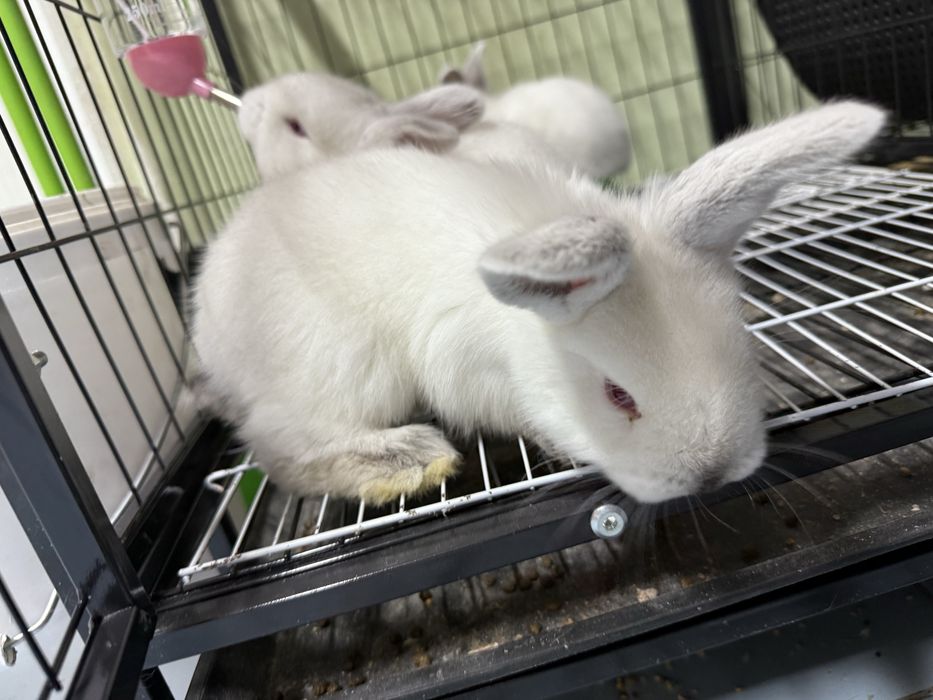 Декаративный кролики