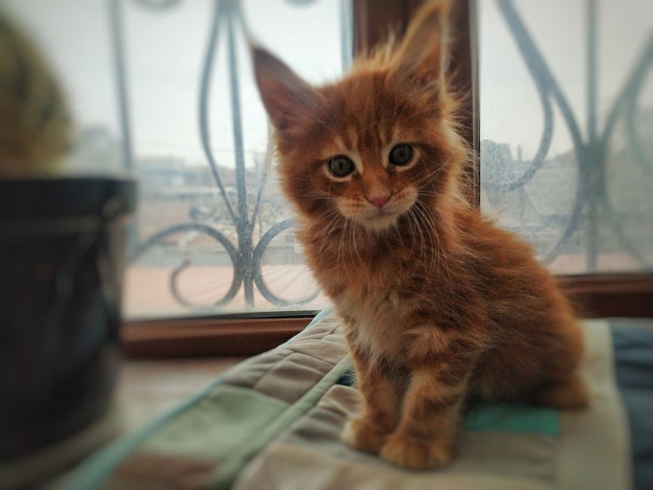 Мейкунята с родословной