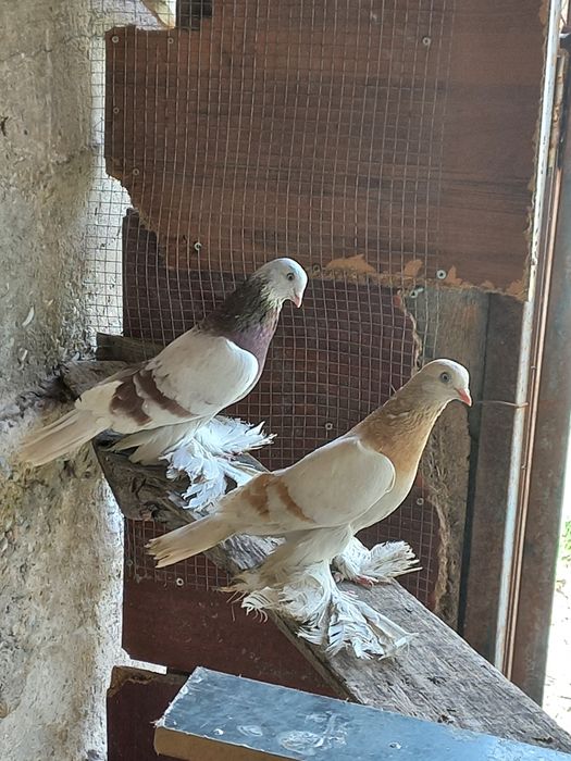 Пара игровые продам