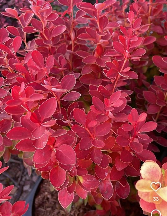 Барбарис- декоративный кустарник