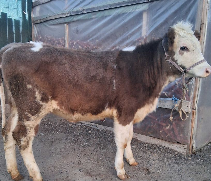 Vând vițică de rasă