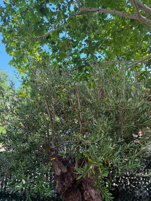 Bonsai Măslin Secular 150 Ani – Exemplar Superb de Colecție