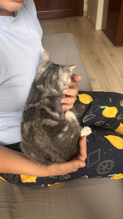 отдам котика в хорошие руки