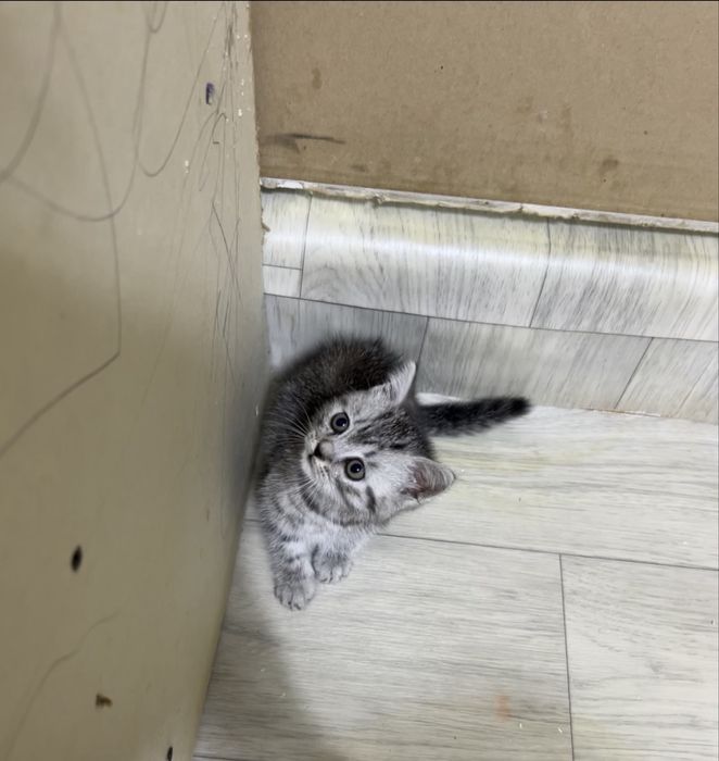 Срочно связи с переездом
