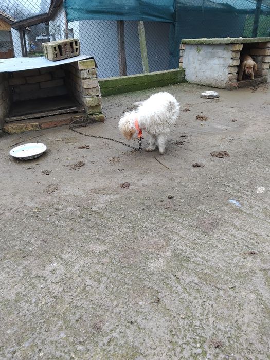 Продавам Лагото.