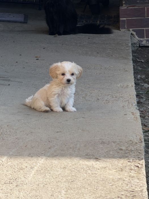 Bichon maltez -baietel , 7 saptamani