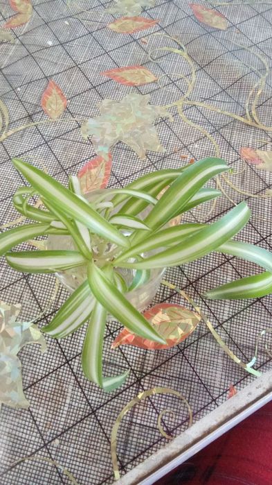 Ростки Хлорофитума вьющегося