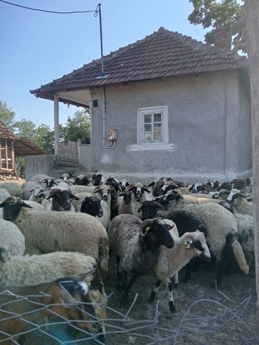 Vând Oi Breze, preț negociabil