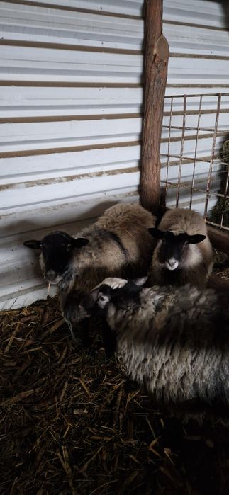 Vând doi ,berbeci romanov .