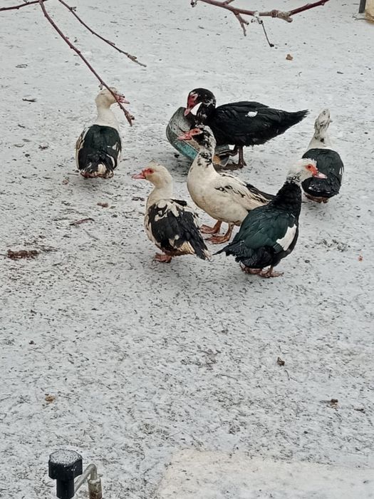 Продам индоутки