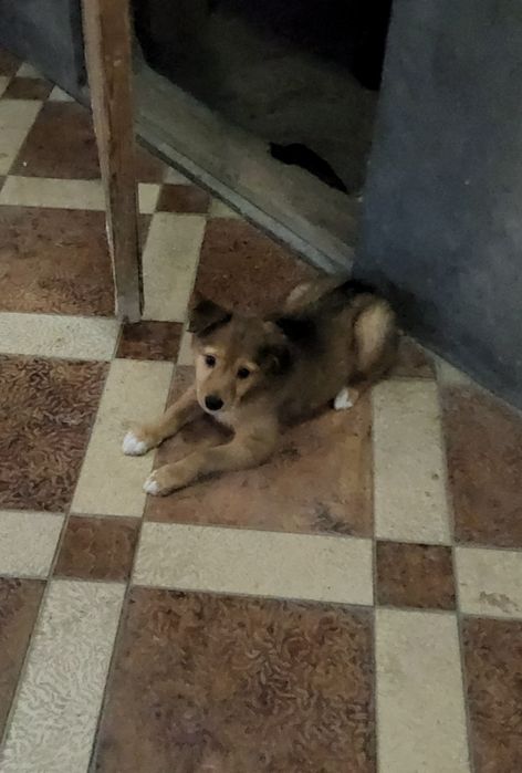 Собачка для хороших людей