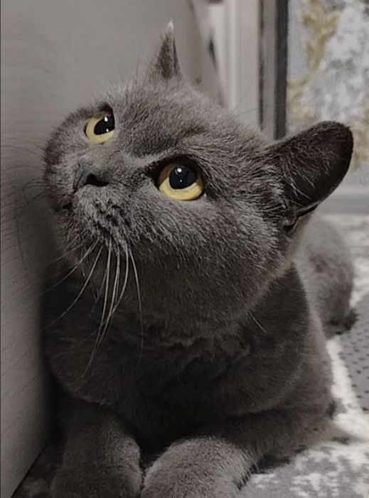 Британских кошки