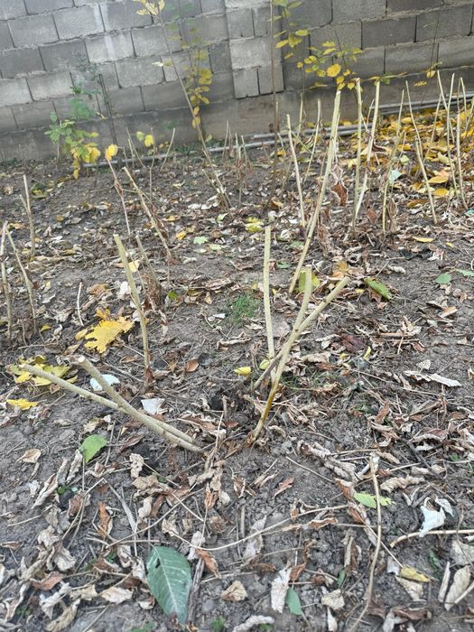 Продам вишни и сливу и куст малины.