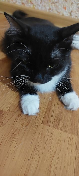Кошка, наполовину мэйнкун. 3 года. Есть паспорт, делали прививки.
