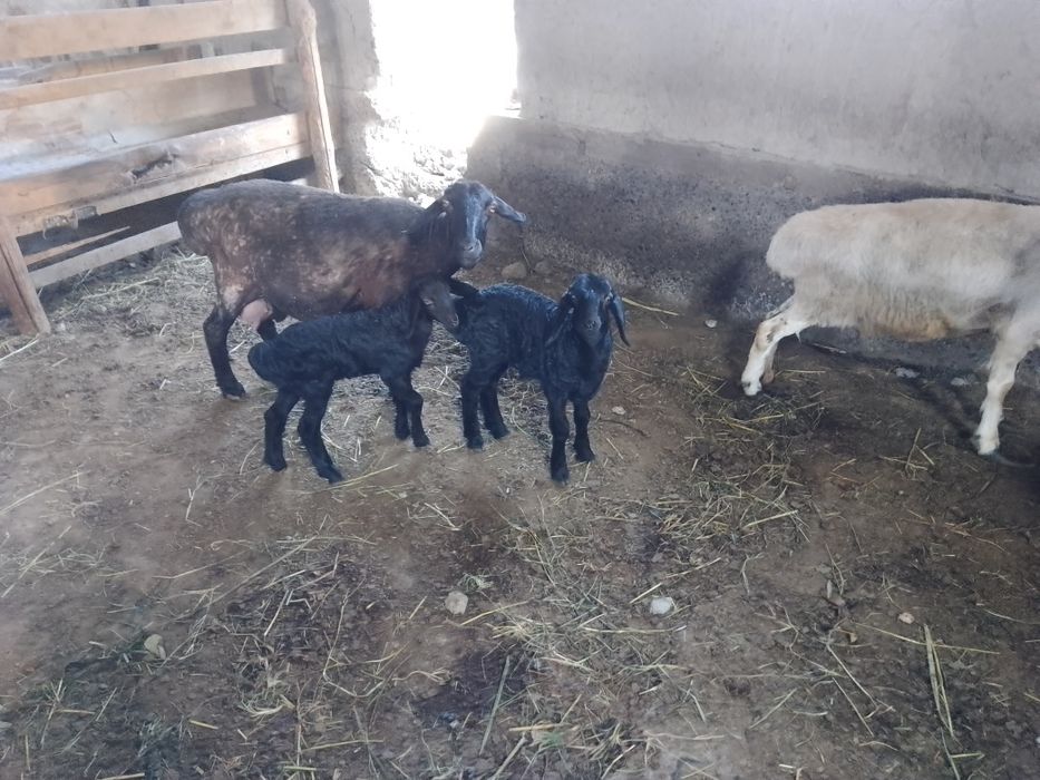 Ona bola qoʻy bachalari nar