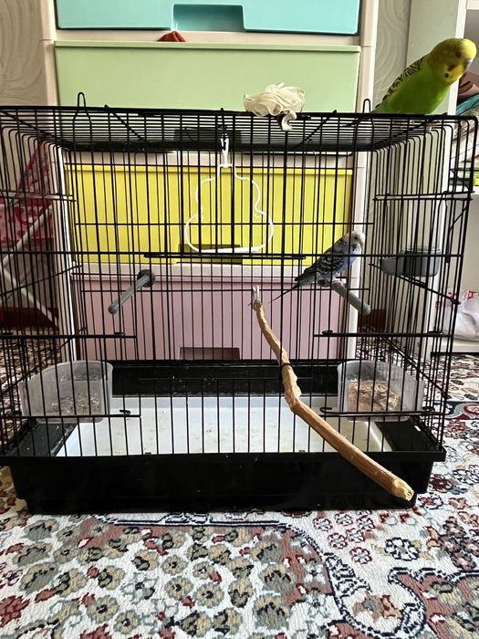 Продается һ волнистые попугаи