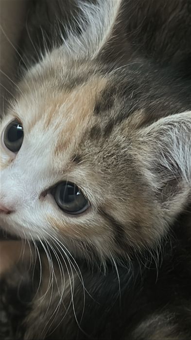 Кошечка ищет дом!