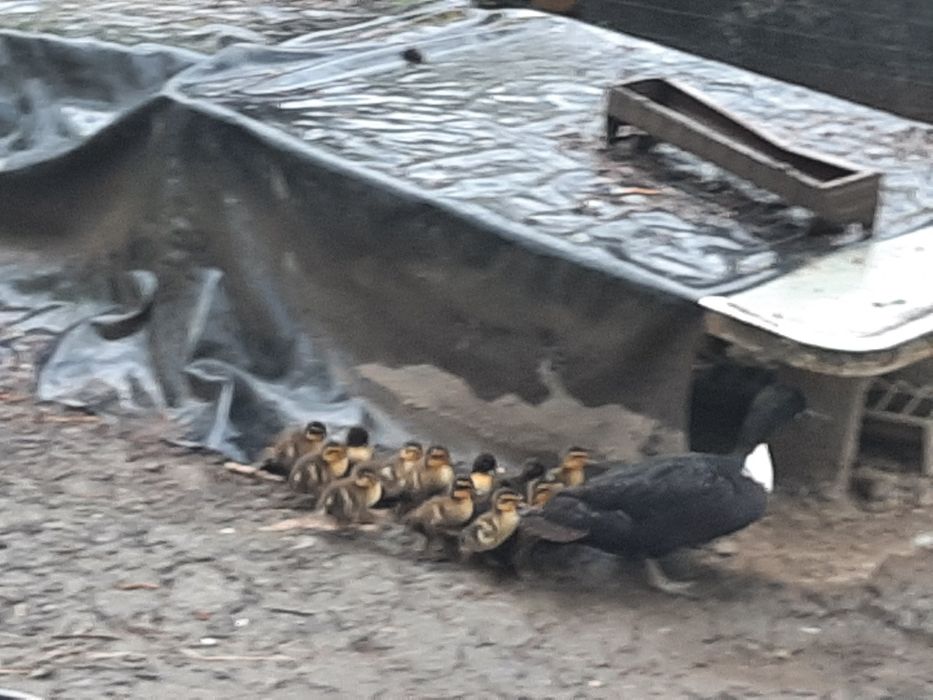 Boboci de rata de rasa mixta,  smarald, urias unguresc, mute, olandeze pitice