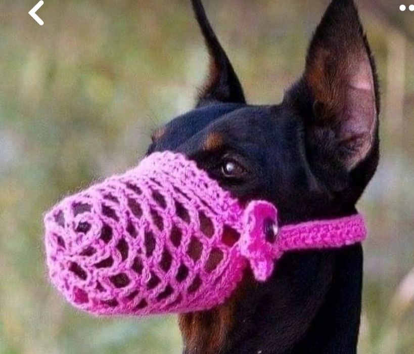 Вязание для собак