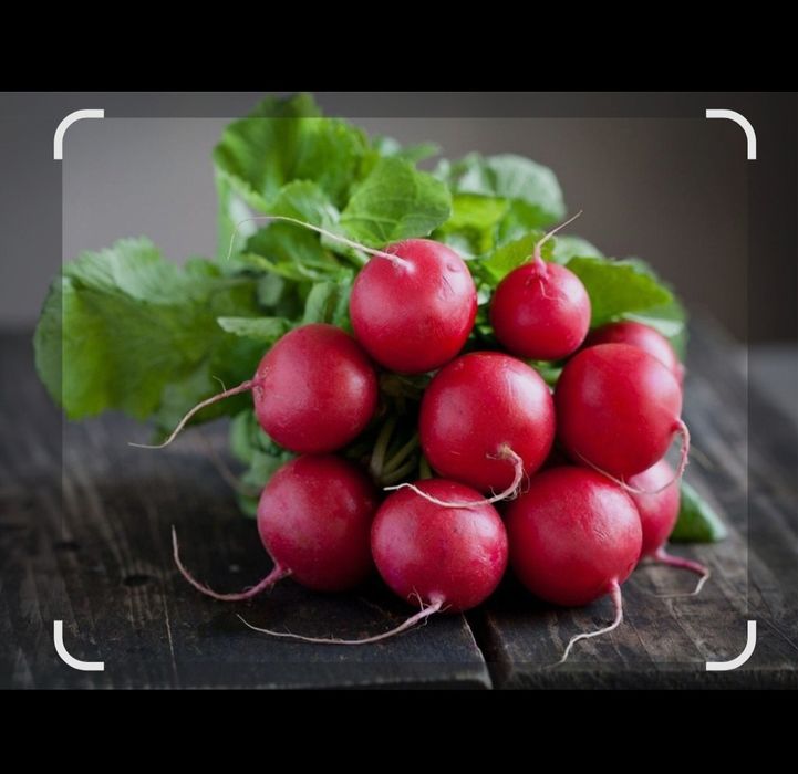 Редиска отборная