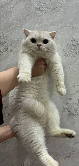 Вязка  кошак, мушук  чатиштириш