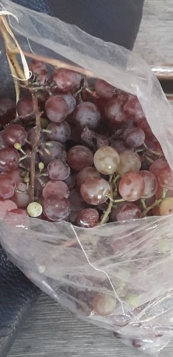 Дава се под наем Земеделски имот в Твърдица -  кв.м за 102 € - Снимка #2