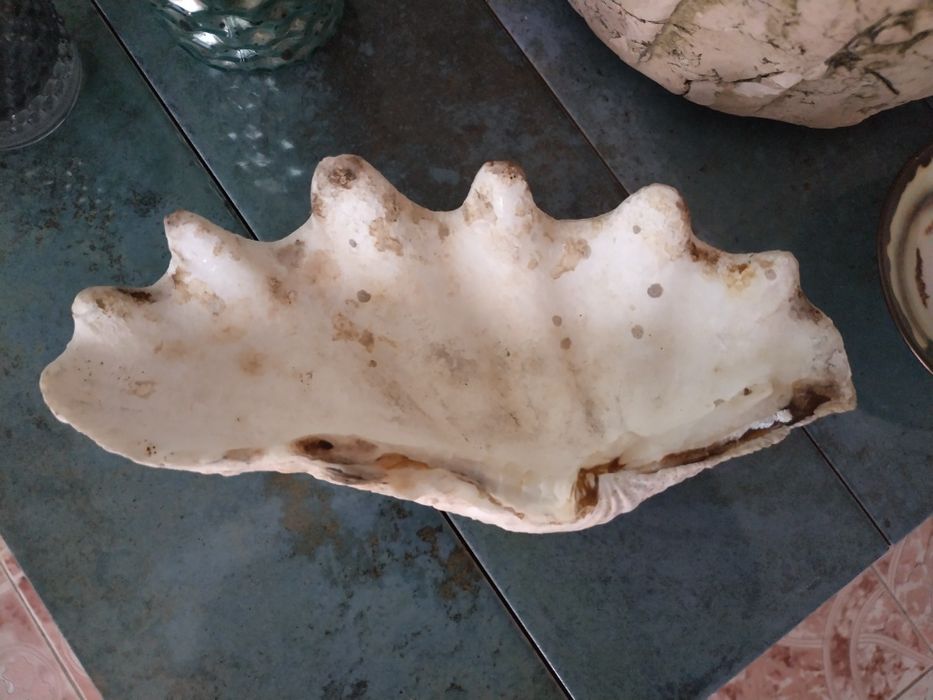 Голяма екзотична мида от Шри Ланка - 18 см