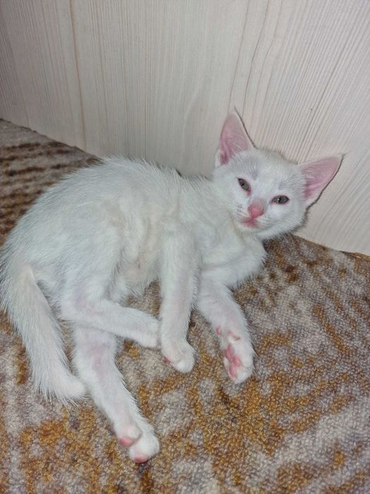 Красивые котята за шоколадку