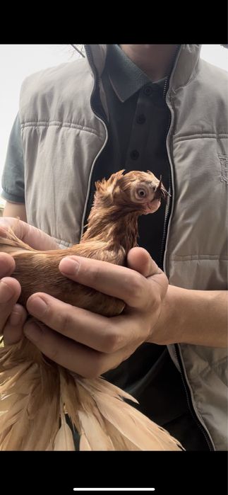 Голубка желтый самка