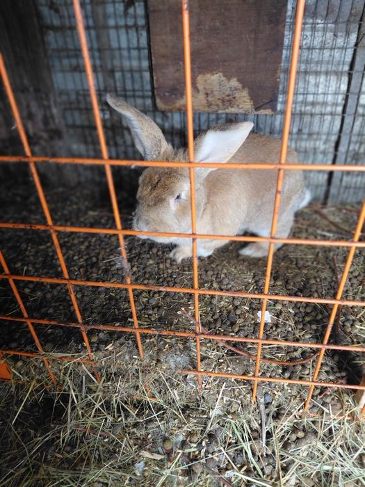 Продаются кролики