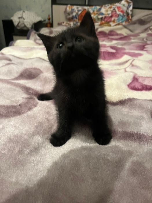 Котята, отдам в добрые руки