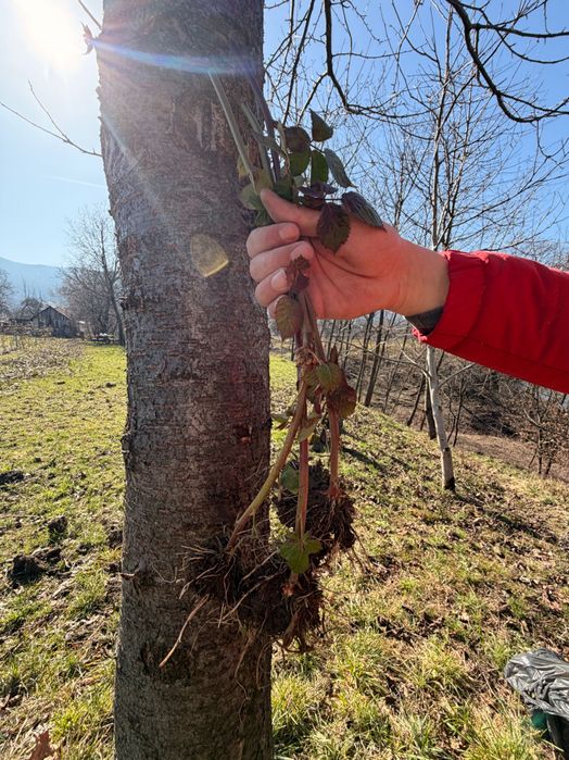 Vând butași de mure – soi Thornfree