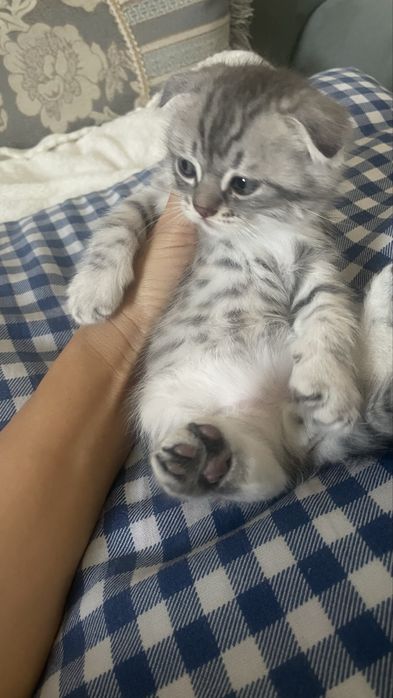 Шотландский вислаухи 2айлык