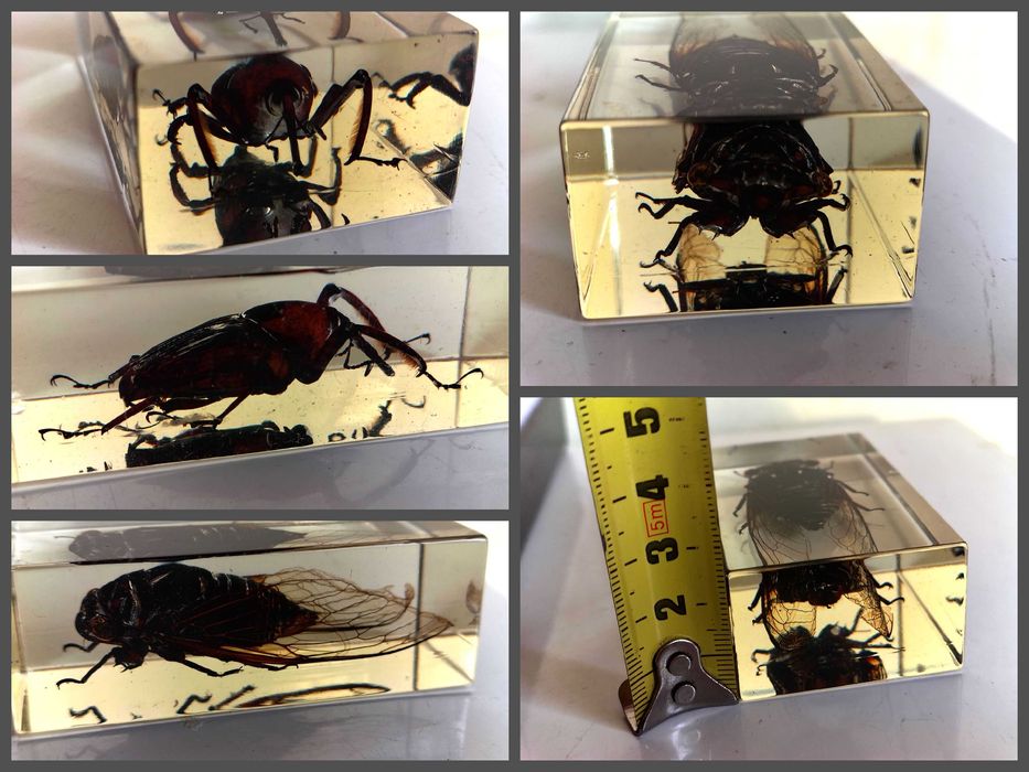 Страхотна Колекция Хербарий От Буболечки,Насекоми