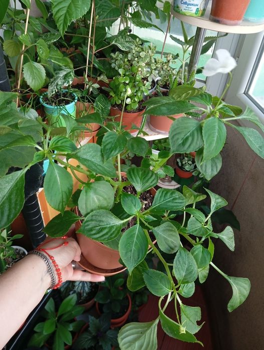 Продам комнатные растения
