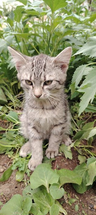 Отдадим котят, 2,5 месяца, мальчики