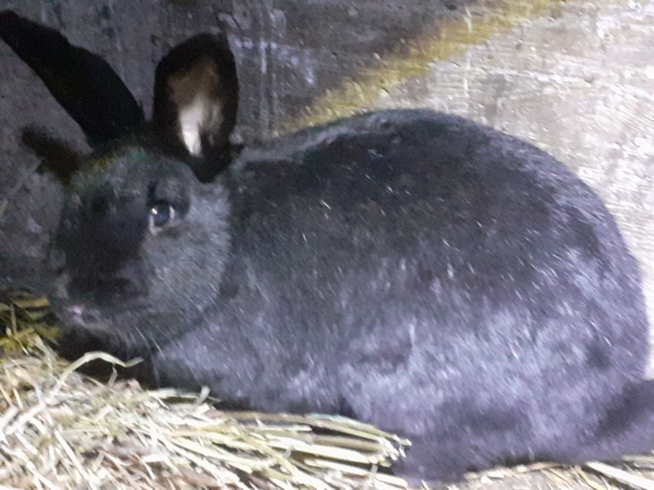 Iepuroaica de vinzare